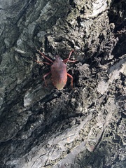 Apodiphus integriceps