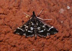 Diasemiodes janassialis