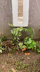 Euphorbia tithymaloides