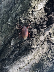 Apodiphus integriceps