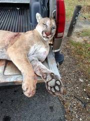 Puma concolor couguar