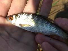 Rutilus rutilus lacustris