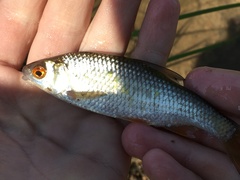 Rutilus rutilus lacustris