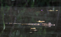 Caiman crocodilus