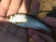 Rutilus rutilus lacustris