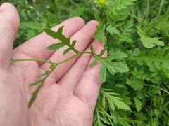 Rorippa