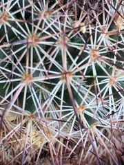 Mammillaria dioica