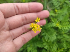 Rorippa