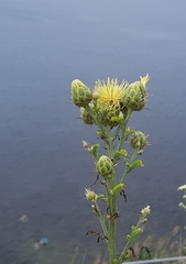 Centaurea salonitana