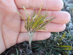 Carmichaelia corrugata