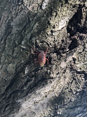 Apodiphus integriceps