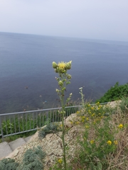 Centaurea salonitana