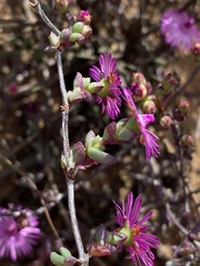 Ruschia cymbifolia