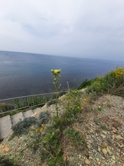 Centaurea salonitana