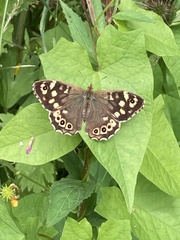 Pararge aegeria