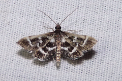 Diasemiodes janassialis