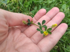 Medicago lupulina