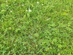 Medicago lupulina