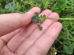 Medicago lupulina