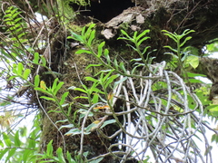 Dendrobium catenatum