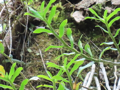 Dendrobium catenatum