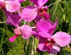 Orchidaceae