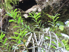 Dendrobium catenatum