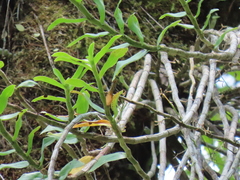 Dendrobium catenatum