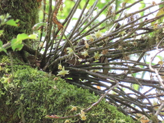 Dendrobium catenatum