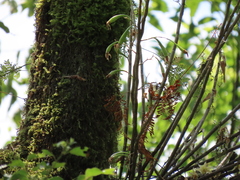 Dendrobium catenatum