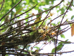 Dendrobium catenatum