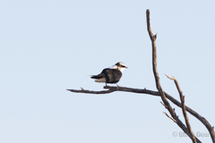 Cheramoeca leucosterna