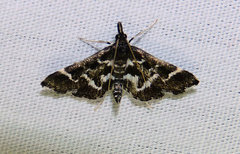 Diasemiodes janassialis