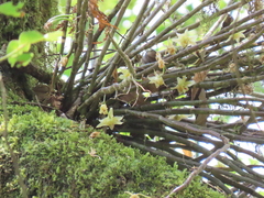 Dendrobium catenatum