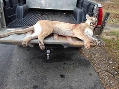 Puma concolor couguar