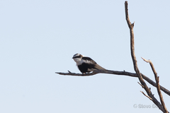 Cheramoeca leucosterna