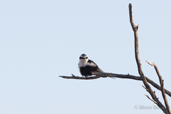 Cheramoeca leucosterna