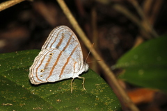 Cepheuptychia glaucina