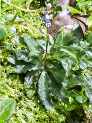 Stenoglottis fimbriata