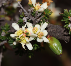 Stachystemon intricatus