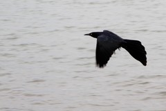 Quiscalus mexicanus