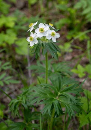 Anemonastrum crinitum