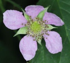 Rubus