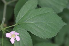 Rubus