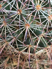 Mammillaria dioica