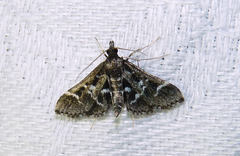 Diasemiodes janassialis