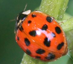 Harmonia axyridis