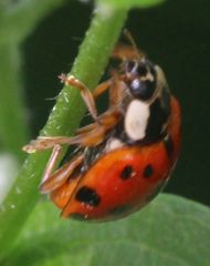 Harmonia axyridis