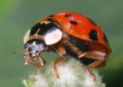 Harmonia axyridis