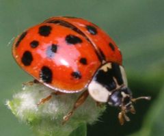 Harmonia axyridis